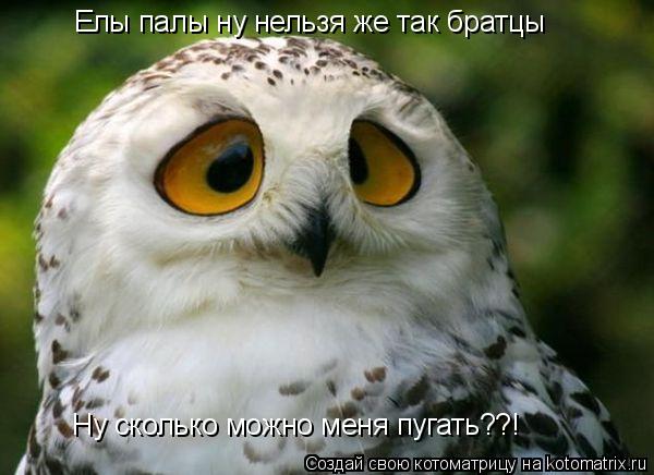 Котоматрица: Елы палы ну нельзя же так братцы Ну сколько можно меня пугать??!