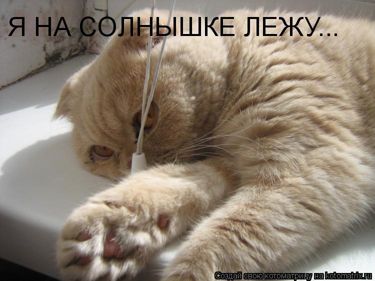 Я НА СОЛНЫШКЕ ЛЕЖУ...... Котоматрица: Я НА СОЛНЫШКЕ ЛЕЖУ...