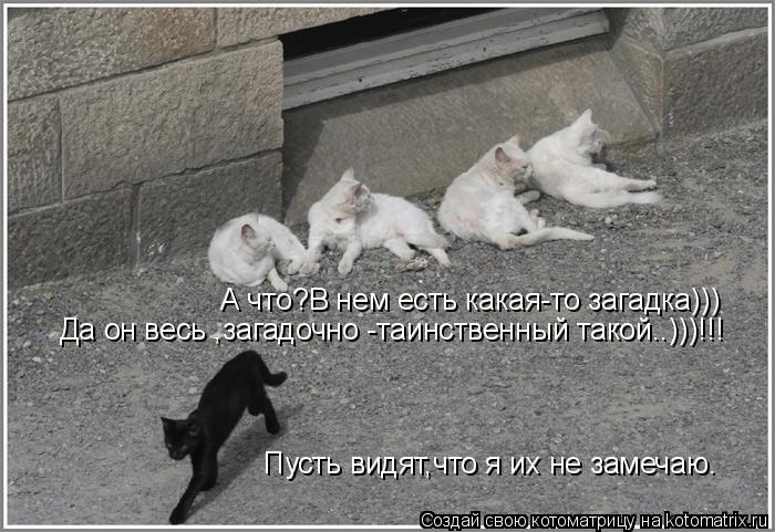 Котоматрица: А что?В нем есть какая-то загадка))) Да он весь ,загадочно -таинственный такой..)))!!! Пусть видят,что я их не замечаю.