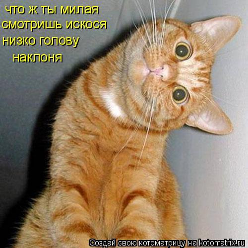 что ж ты милая смотришь искося низко голову наклоня... Котоматрица: что ж ты милая смотришь искося низко голову наклоня