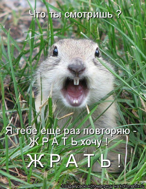 Что ты смотришь ? Я тебе еще раз повторяю - Ж Р А Т Ь хочу ! Ж Р А Т Ь !... Котоматрица: Что ты смотришь ? Я тебе еще раз повторяю - Ж Р А Т Ь хочу ! Ж Р А Т Ь !