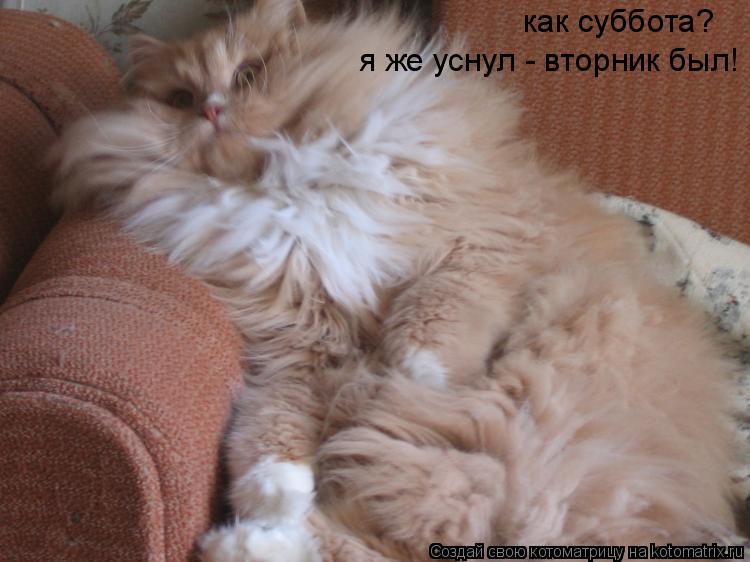 как суббота? я же уснул - вторник был!... Котоматрица: как суббота? я же уснул - вторник был!