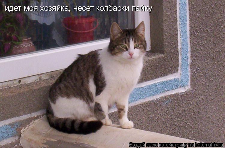 Котоматрица: идет моя хозяйка, несет колбаски пайку
