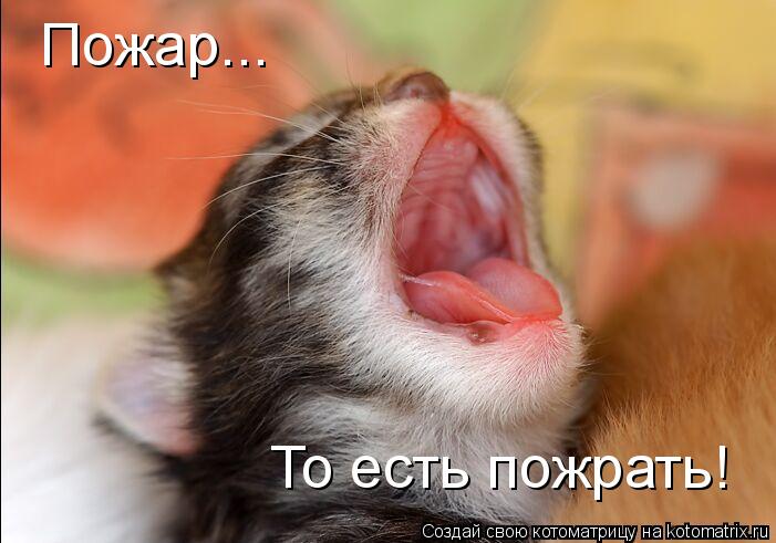 Котоматрица: Пожар... То есть пожрать!