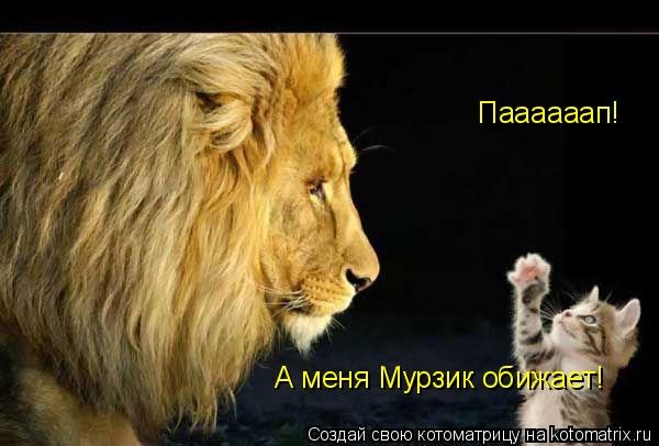 Паааааап! А меня Мурзик обижает!... Котоматрица: Паааааап! А меня Мурзик обижает!