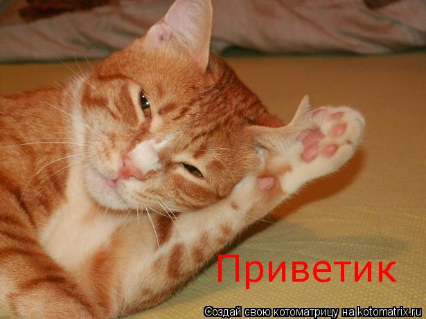Приветик... Котоматрица: Приветик