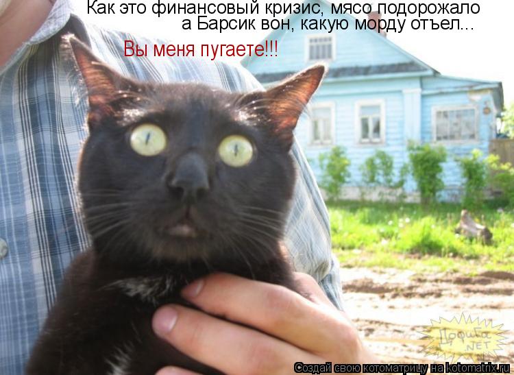 Как это финансовый кризис, мясо подорожало а Барсик вон, какую морду отъел... Вы меня пугаете!!!... Котоматрица: Как это финансовый кризис, мясо подорожало а Барсик вон, какую морду отъел... Вы меня пугаете!!!