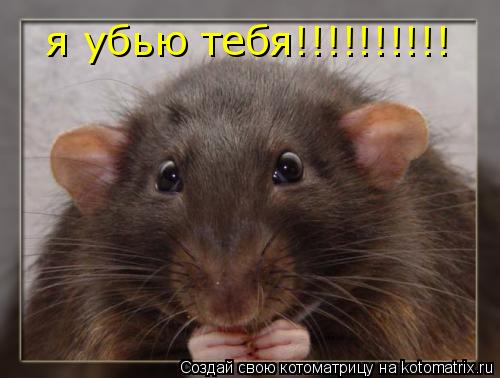 я убью тебя!!!!!!!!!!... Котоматрица: я убью тебя!!!!!!!!!!