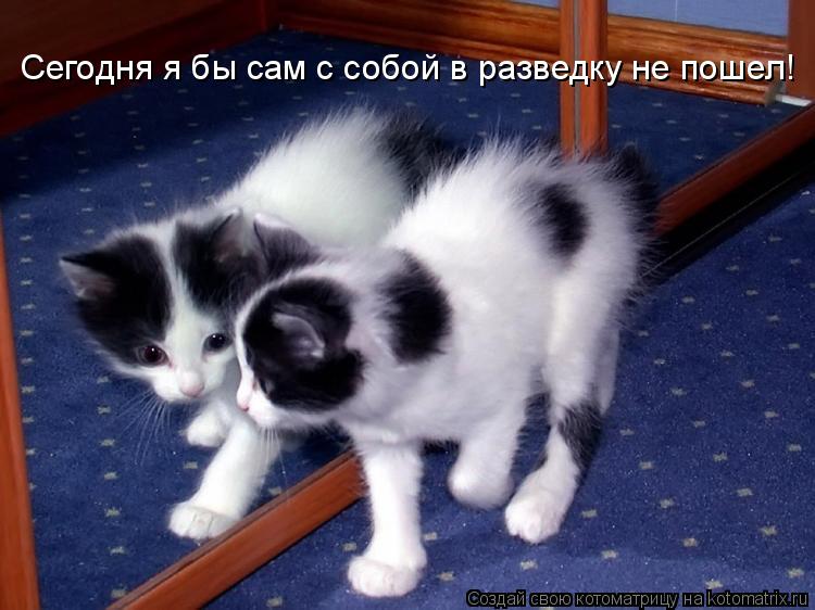Сегодня я бы сам с собой в разведку не пошел!... Котоматрица: Сегодня я бы сам с собой в разведку не пошел!
