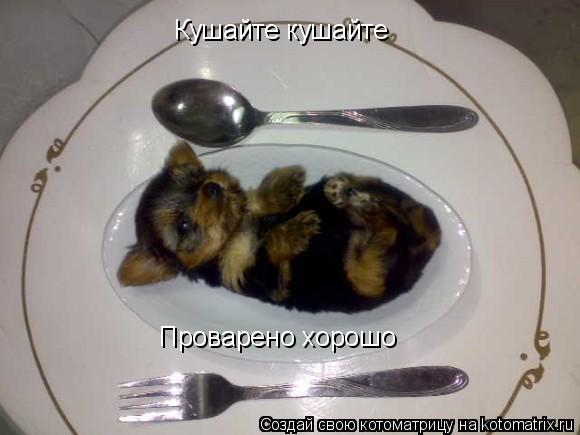 Котоматрица: Кушайте кушайте Проварено хорошо