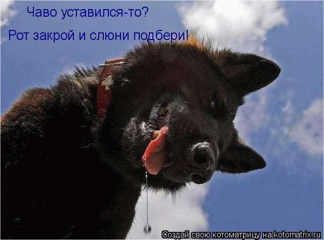 Котоматрица: Рот закрой и слюни подбери! Чаво уставился-то?