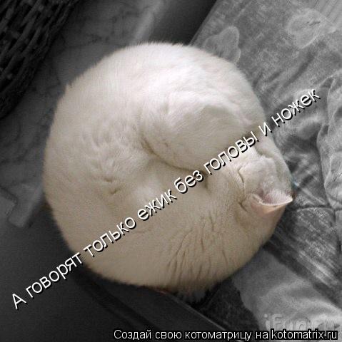 А говорят только ежик без головы и ножек... Котоматрица: А говорят только ежик без головы и ножек