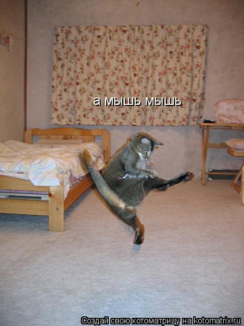 а мышь мышь... Котоматрица: а мышь мышь