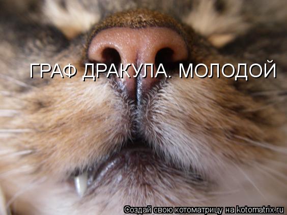 Котоматрица: ГРАФ ДРАКУЛА. МОЛОДОЙ