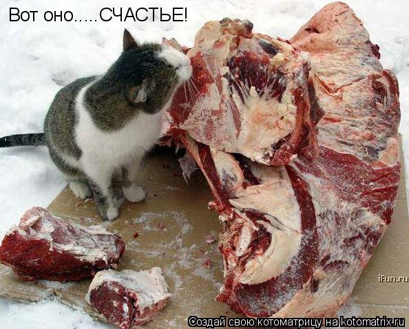 Котоматрица: Вот оно.....СЧАСТЬЕ!