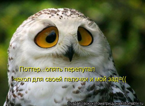 чехол для своей палочки и мой зад=(( Поттер...опять перепутал... Котоматрица: чехол для своей палочки и мой зад=(( Поттер...опять перепутал