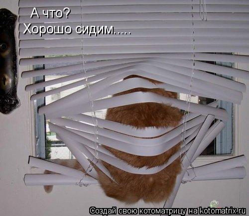 А что? Хорошо сидим........ Котоматрица: А что? Хорошо сидим.....