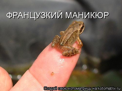 Котоматрица: ФРАНЦУЗКИЙ МАНИКЮР