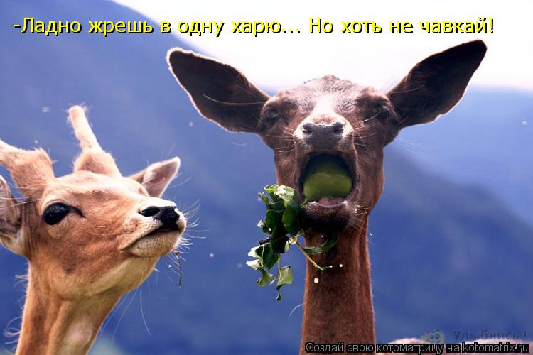 -Ладно жрешь в одну харю... Но хоть не чавкай!... Котоматрица: -Ладно жрешь в одну харю... Но хоть не чавкай!