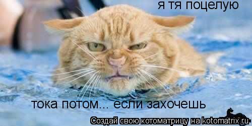 я тя поцелую тока потом... если захочешь... Котоматрица: я тя поцелую тока потом... если захочешь