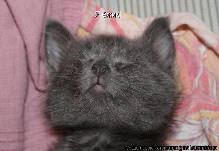 Котоматрица: Я ёжик!