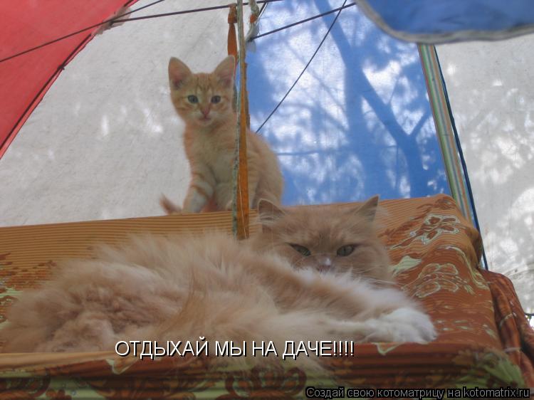 Котоматрица: ОТДЫХАЙ МЫ НА ДАЧЕ!!!!