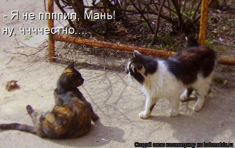 - Я не ппппил, Мань! ну, ччччестно....... Котоматрица: - Я не ппппил, Мань! ну, ччччестно....