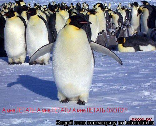 А мне ЛЕТАТЬ! А мне ЛЕТАТЬ! А мне ЛЕТАТЬ ОХОТО!!!... Котоматрица: А мне ЛЕТАТЬ! А мне ЛЕТАТЬ! А мне ЛЕТАТЬ ОХОТО!!!