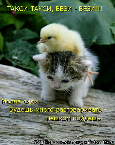 ТАКСИ-ТАКСИ, ВЕЗИ - ВЕЗИ!!! ТАКСИ-ТАКСИ, ВЕЗИ - ВЕЗИ!!! Молча сиди. Будешь много разговаривать - пе... Котоматрица: ТАКСИ-ТАКСИ, ВЕЗИ - ВЕЗИ!!! ТАКСИ-ТАКСИ, ВЕЗИ - ВЕЗИ!!! Молча сиди. Будешь много разговаривать - пешком пойдешь