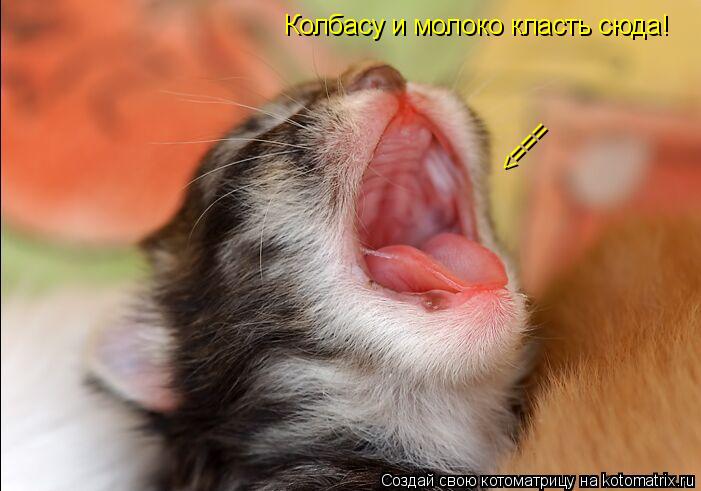 Котоматрица: Колбасу и молоко класть сюда! <===