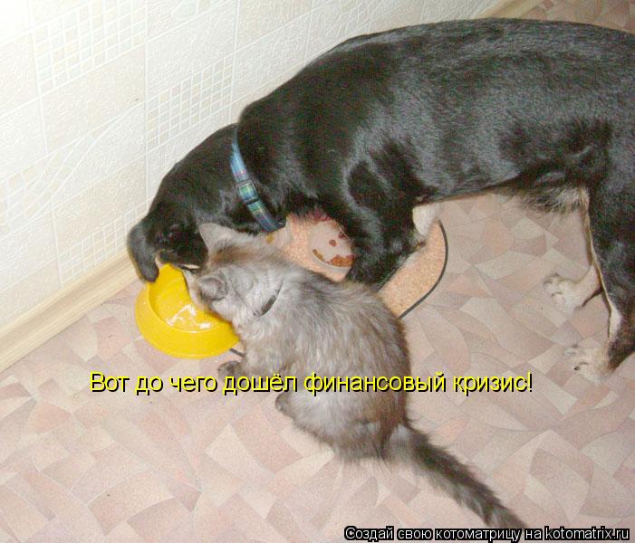 Вот до чего дошёл финансовый кризис!... Котоматрица: Вот до чего дошёл финансовый кризис!