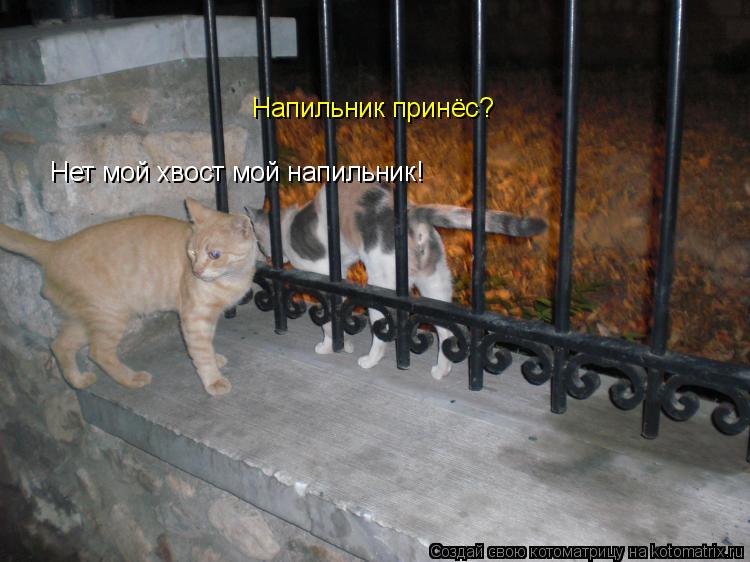Котоматрица: Напильник принёс? Нет мой хвост мой напильник!