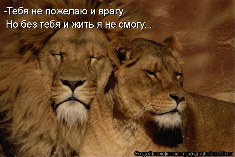 -Тебя не пожелаю и врагу. Но без тебя и жить я не смогу...... Котоматрица: -Тебя не пожелаю и врагу. Но без тебя и жить я не смогу...