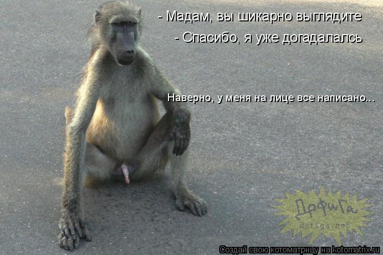 - Мадам, вы шикарно выглядите - Спасибо, я уже догадалалсь Наверно, у меня на лице все написано...... Котоматрица: - Мадам, вы шикарно выглядите - Спасибо, я уже догадалалсь Наверно, у меня на лице все написано...