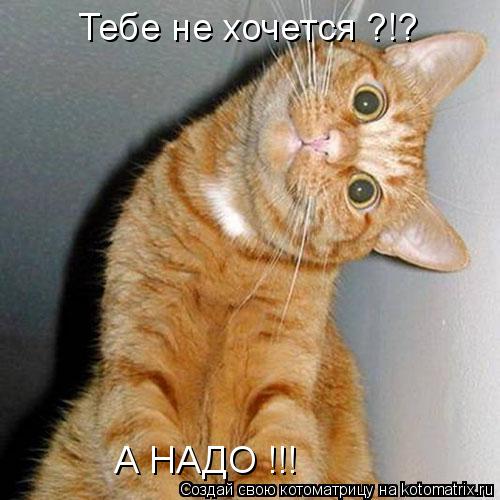 Котоматрица: Тебе не хочется ?!? А НАДО !!!