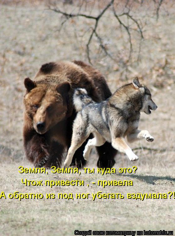 Земля, Земля, ты куда это? Чтож привести , - привела А обратно из под ног убегать вздумала?!... Котоматрица: Земля, Земля, ты куда это? Чтож привести , - привела А обратно из под ног убегать вздумала?!