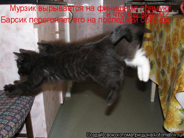 Котоматрица: Мурзик вырывается на финишную прямую!  и что мы видим? Барсик перегоняет его на последней секунде!