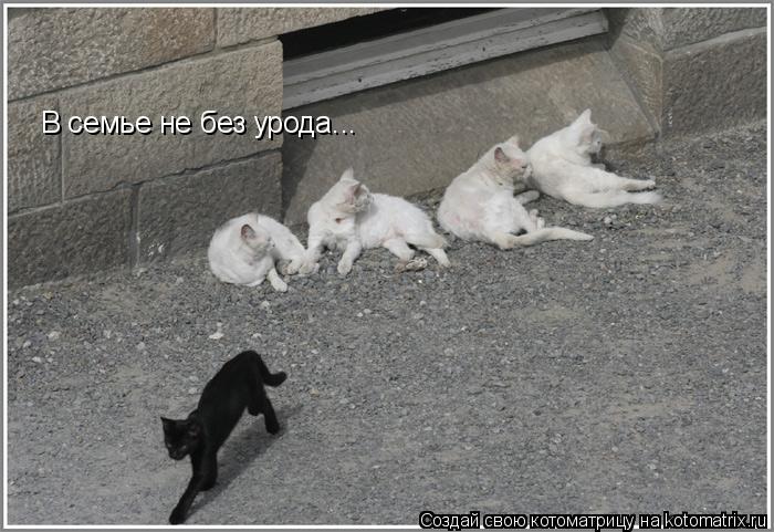 В семье не без урода...... Котоматрица: В семье не без урода...