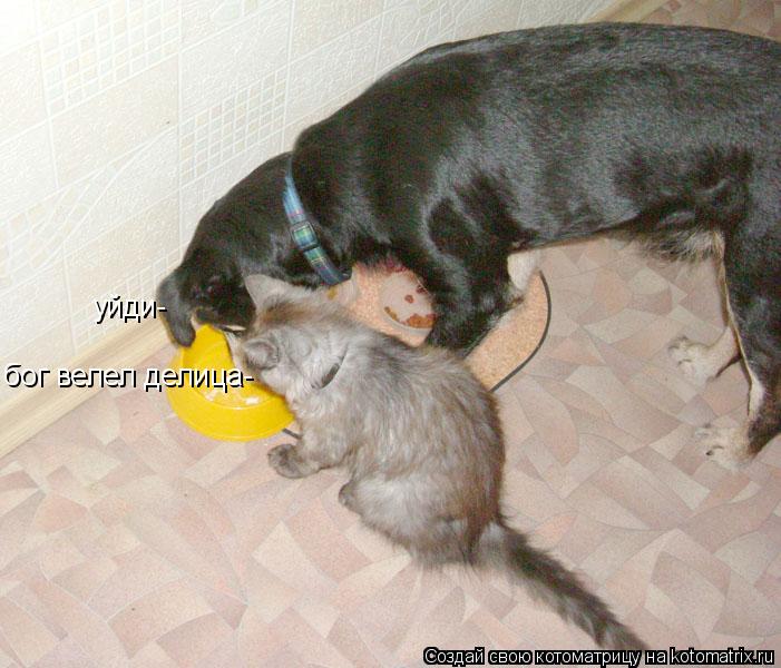 уйди- бог велел делица-... Котоматрица: уйди- бог велел делица-
