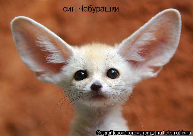 син Чебурашки... Котоматрица: син Чебурашки