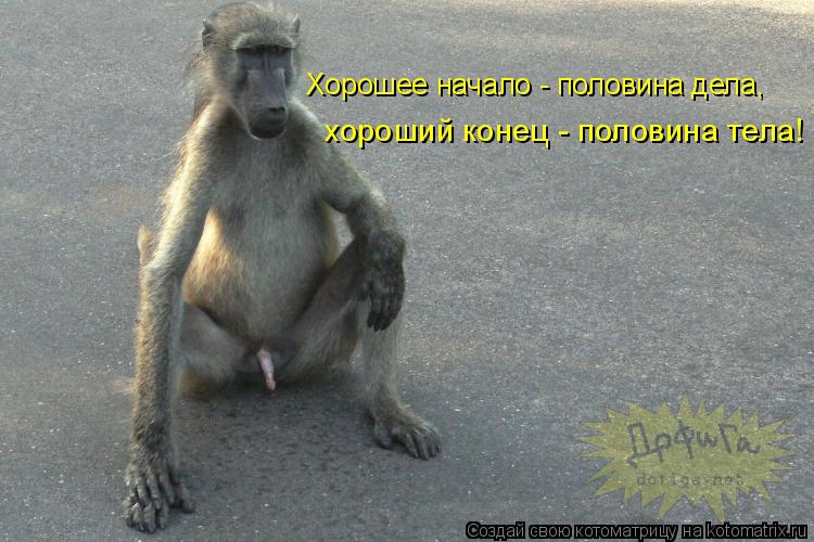 Котоматрица: Хорошее начало - половина дела,  хороший конец - половина тела!