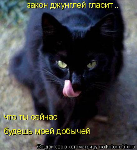что ты сейчас будешь моей добычей закон джунглей гласит...... Котоматрица: что ты сейчас будешь моей добычей закон джунглей гласит...