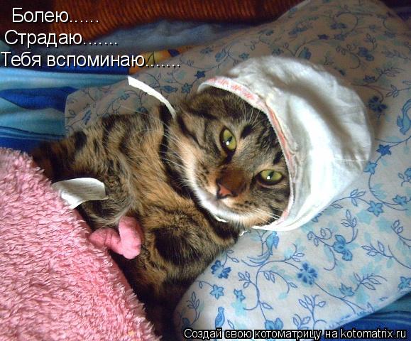 Котоматрица: Болею...... Страдаю....... Тебя вспоминаю.......