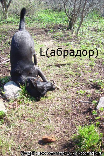 L(абрадор)... Котоматрица: L(абрадор)