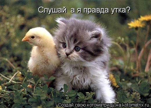 Котоматрица: Слушай  а я правда утка?
