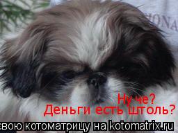 Ну че? Деньги есть штоль?... Котоматрица: Ну че? Деньги есть штоль?