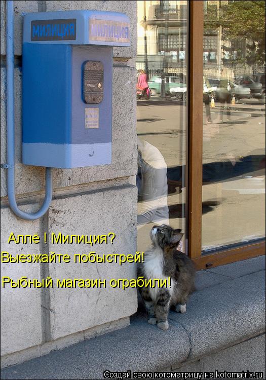 Аллё ! Милиция? Выезжайте побыстрей! Рыбный магазин ограбили!... Котоматрица: Аллё ! Милиция? Выезжайте побыстрей! Рыбный магазин ограбили!