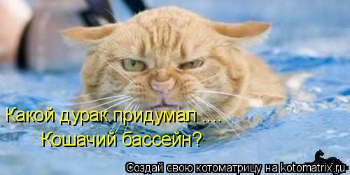 Какой дурак придумал .... Кошачий бассейн?... Котоматрица: Какой дурак придумал .... Кошачий бассейн?
