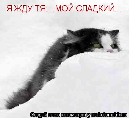 Котоматрица: Я ЖДУ ТЯ....МОЙ СЛАДКИЙ...