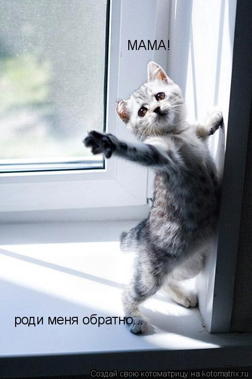 Котоматрица: МАМА! роди меня обратно...